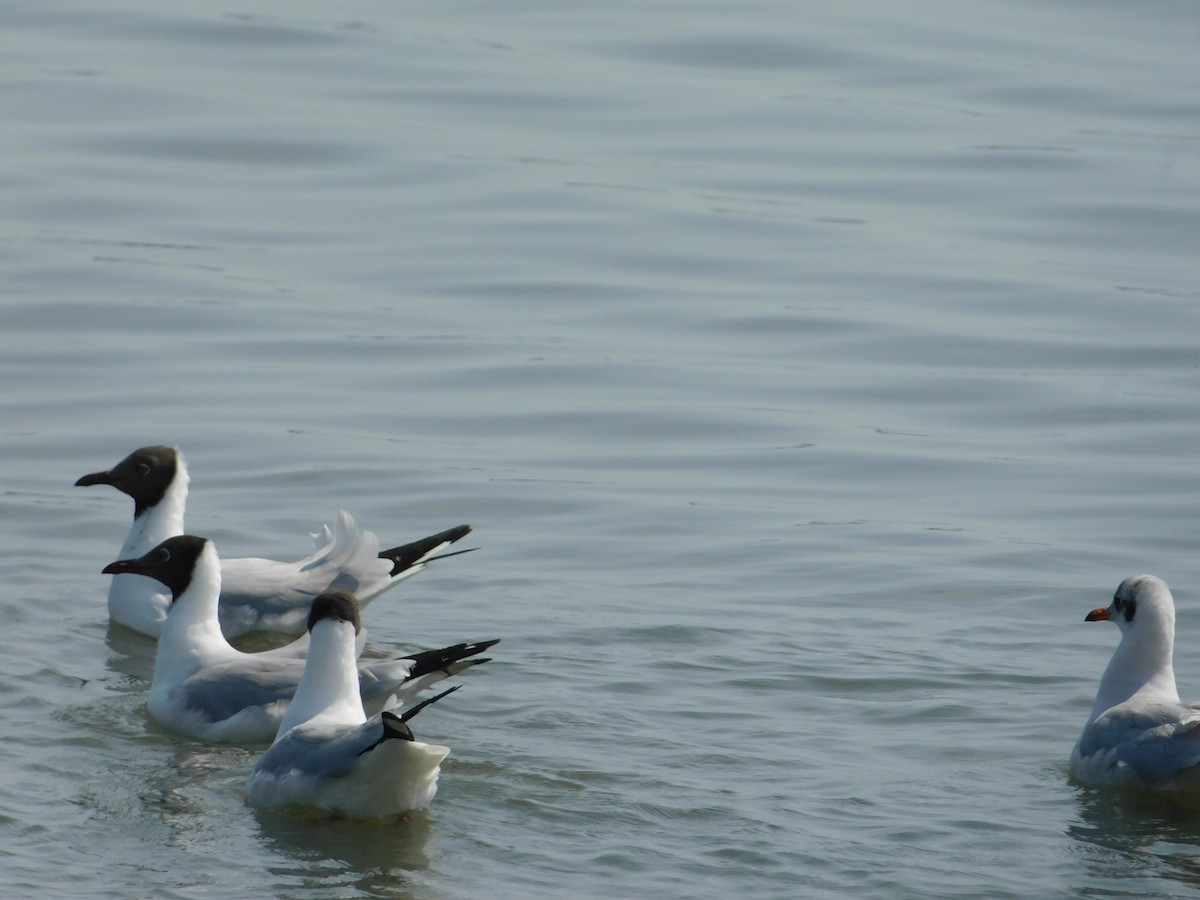 Brown-headed Gull - ML636003906