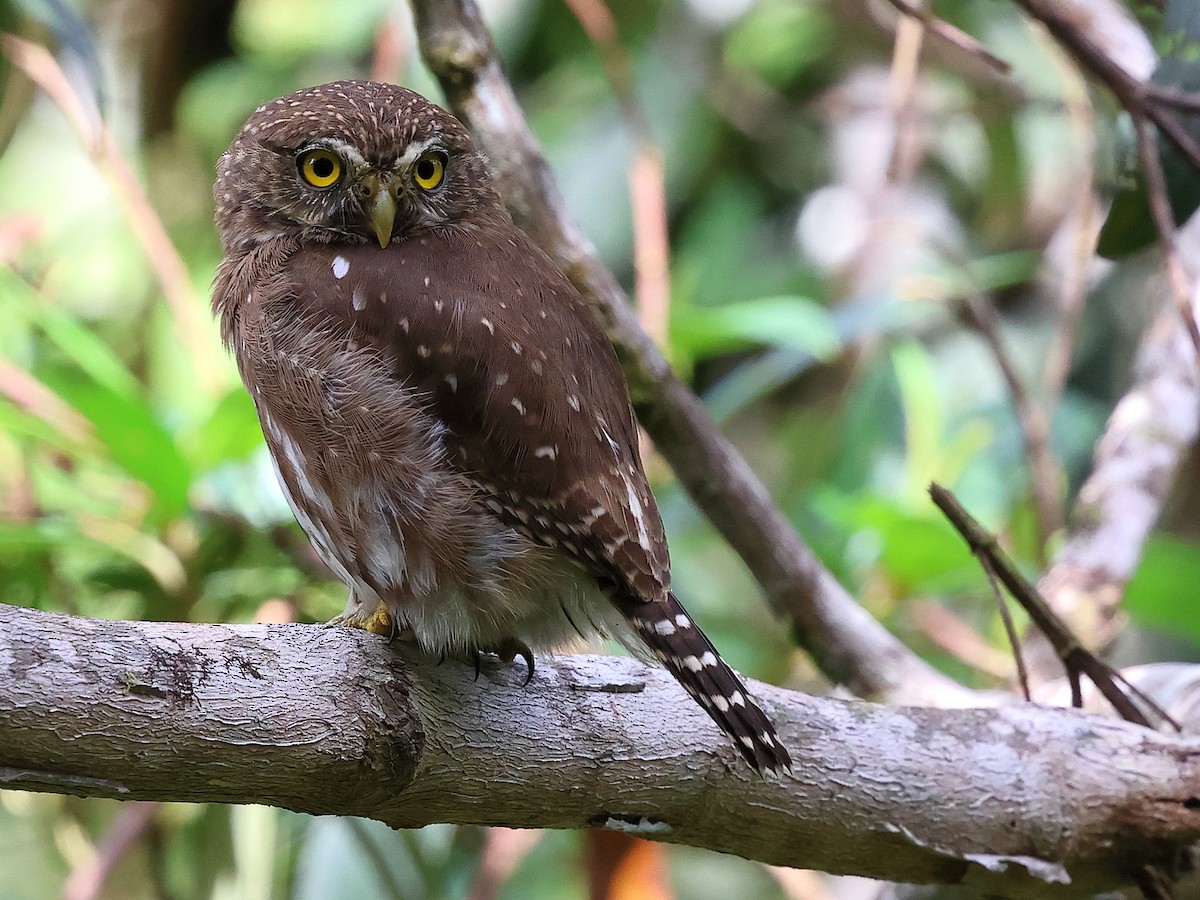 Least Pygmy-Owl - ML636003911