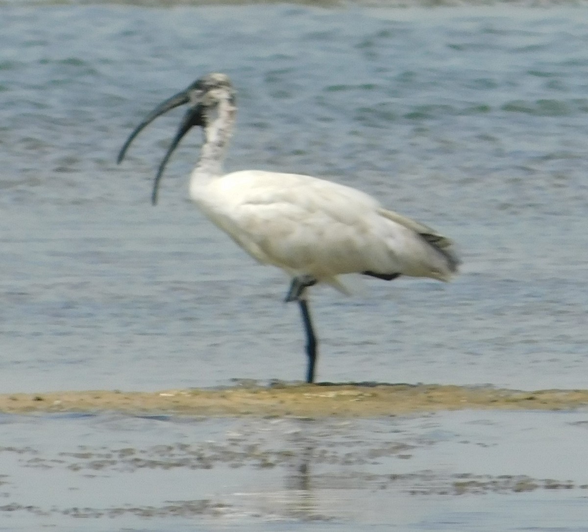 Black-headed Ibis - ML636003973