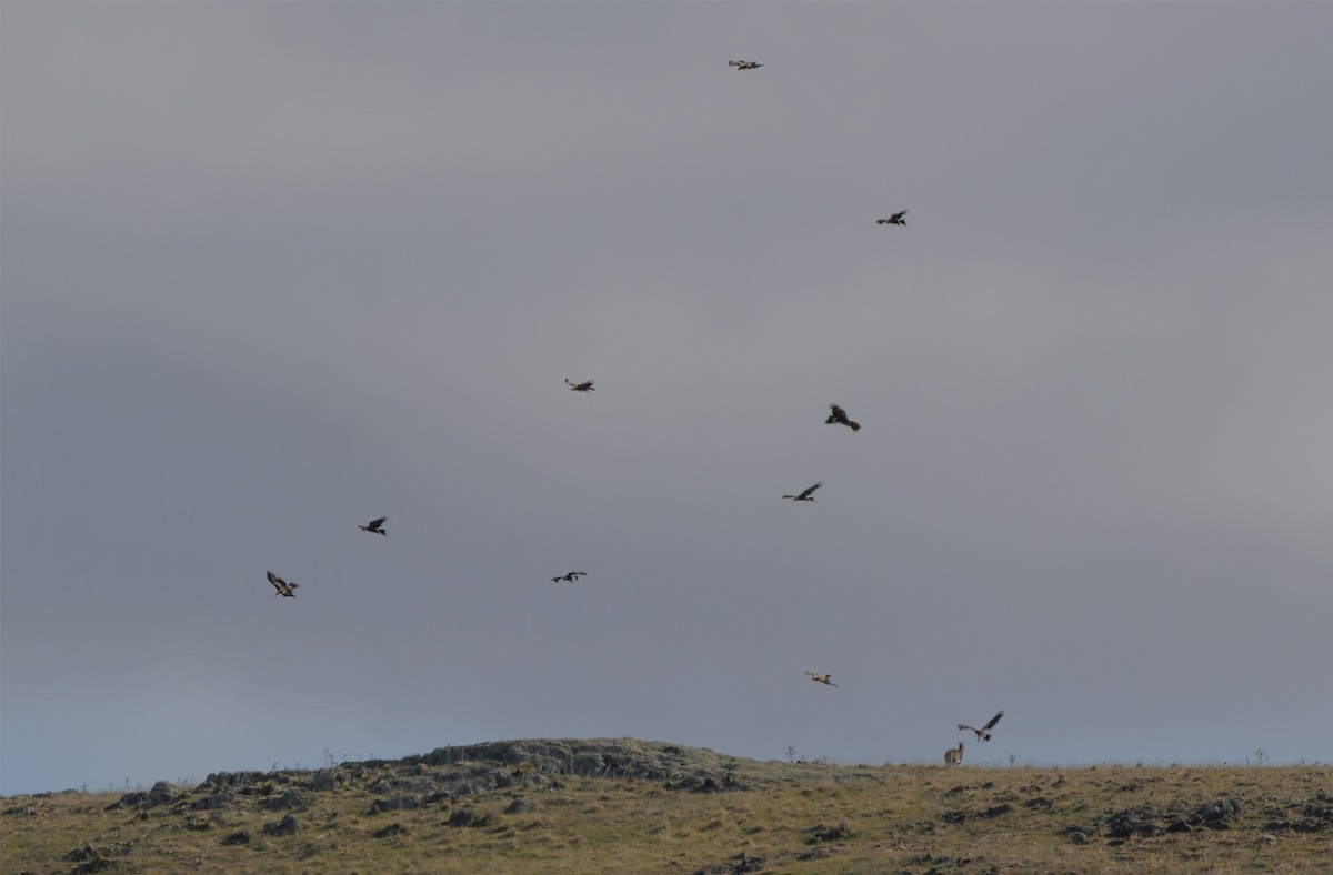 Wedge-tailed Eagle - ML636003982