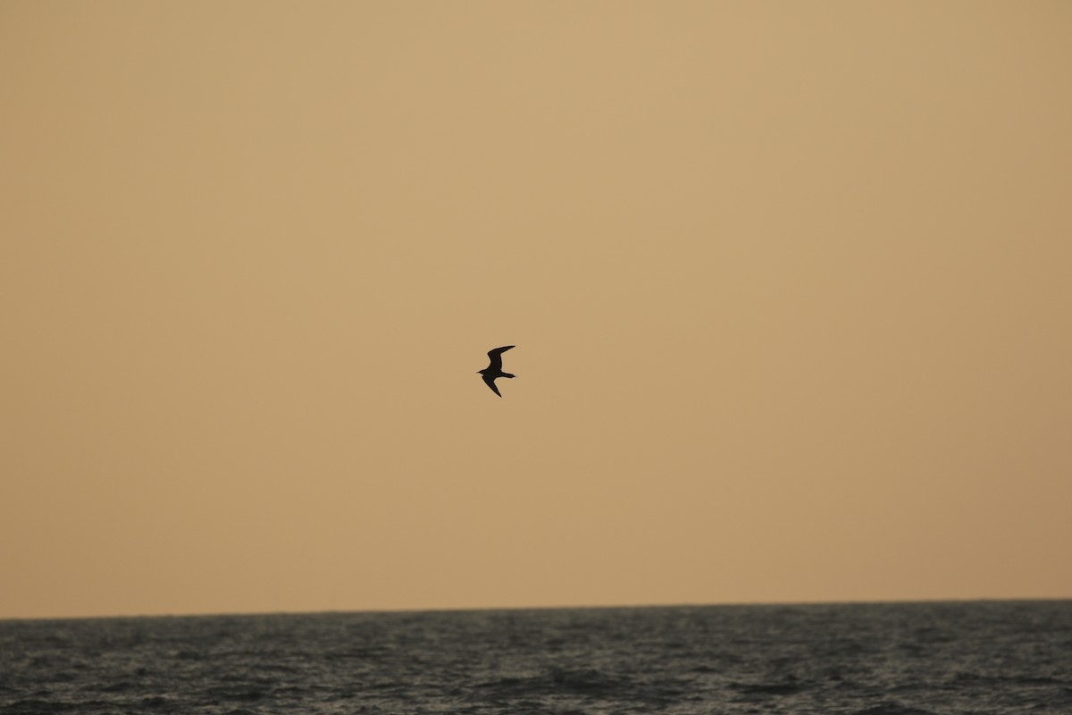 Parasitic Jaeger - ML636003992