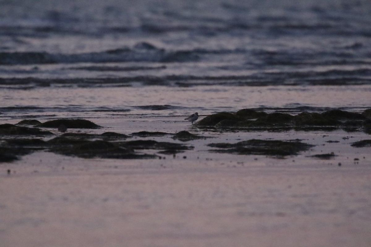 Little Stint - ML636003999