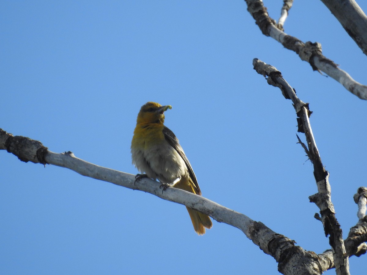 Bullock's Oriole - ML636004064