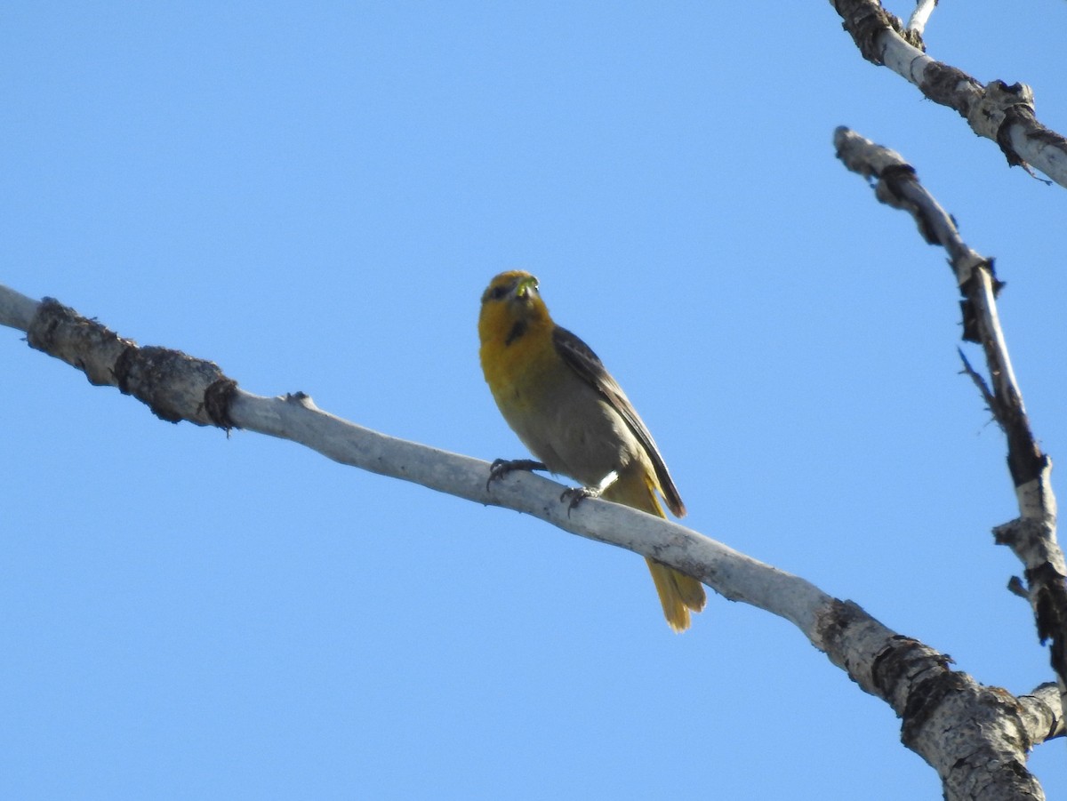 Bullock's Oriole - ML636004092