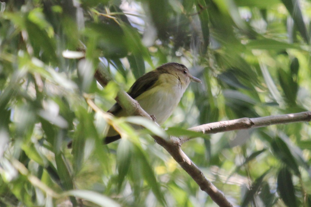 Yellow-green Vireo - Nicholas Pederson