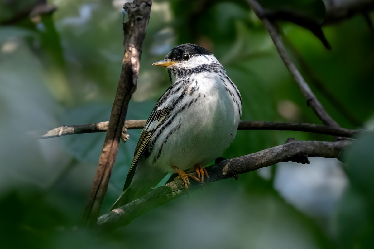 Blackpoll Warbler - ML636004151