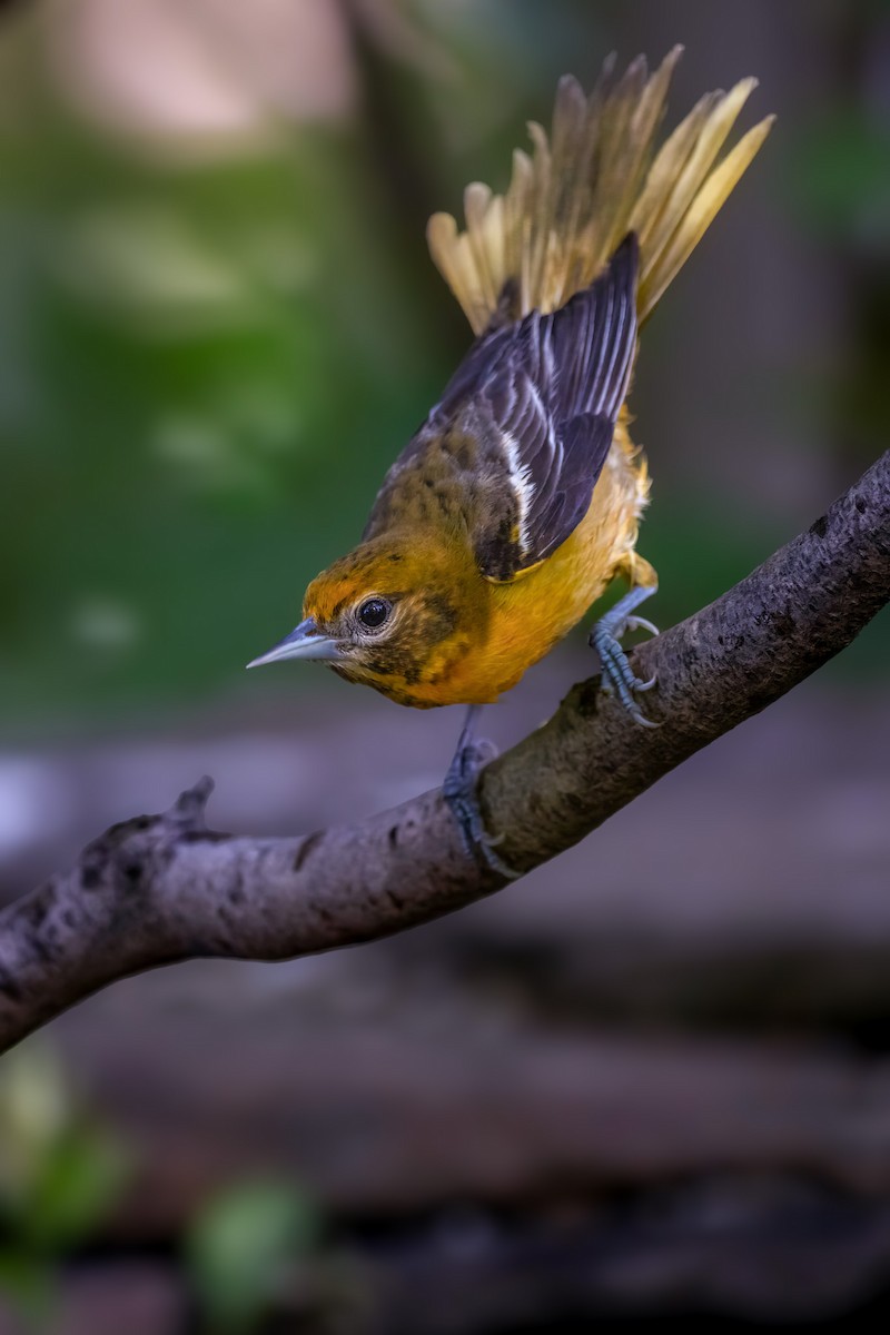 Baltimore Oriole - ML636004163