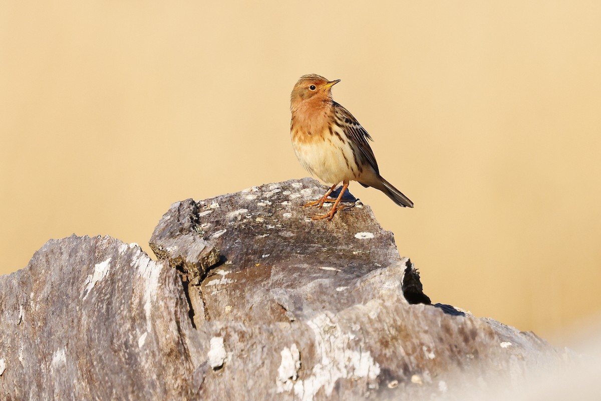 赤喉鷚 - ML636004235