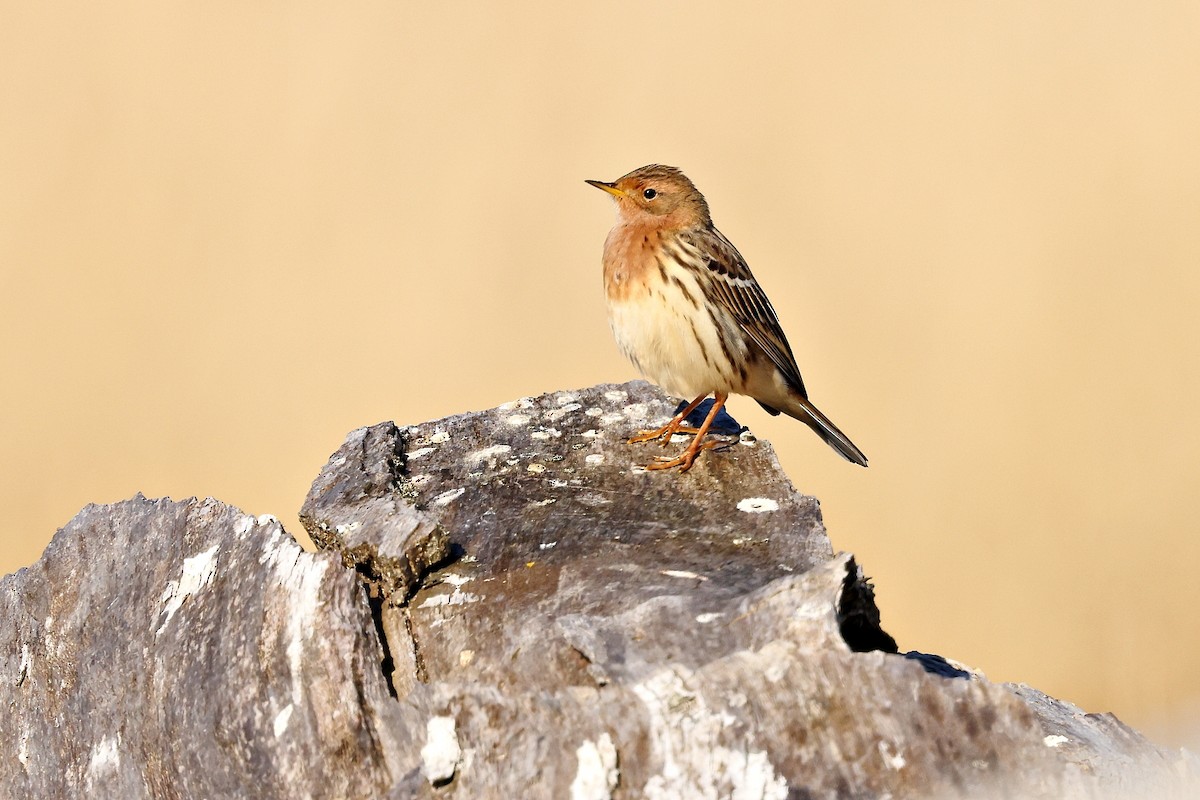 赤喉鷚 - ML636004236