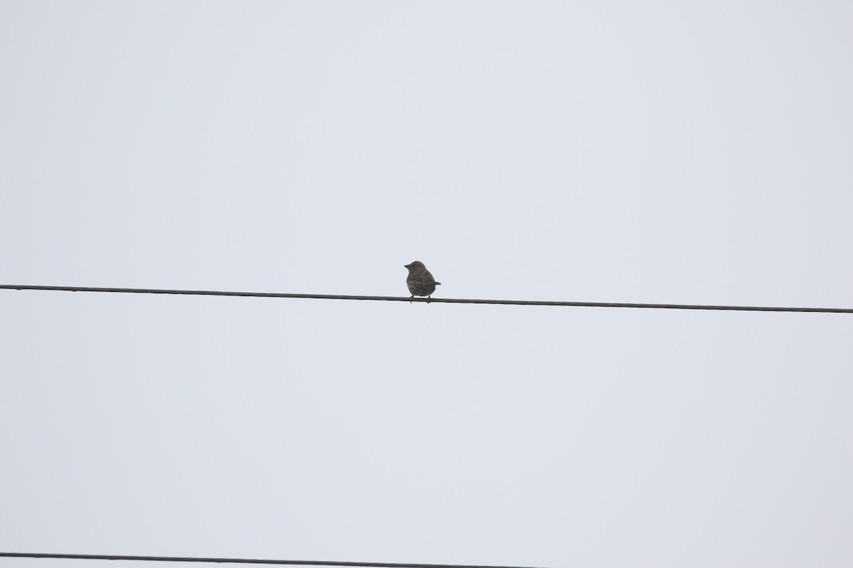 Rock Sparrow - ML636004253