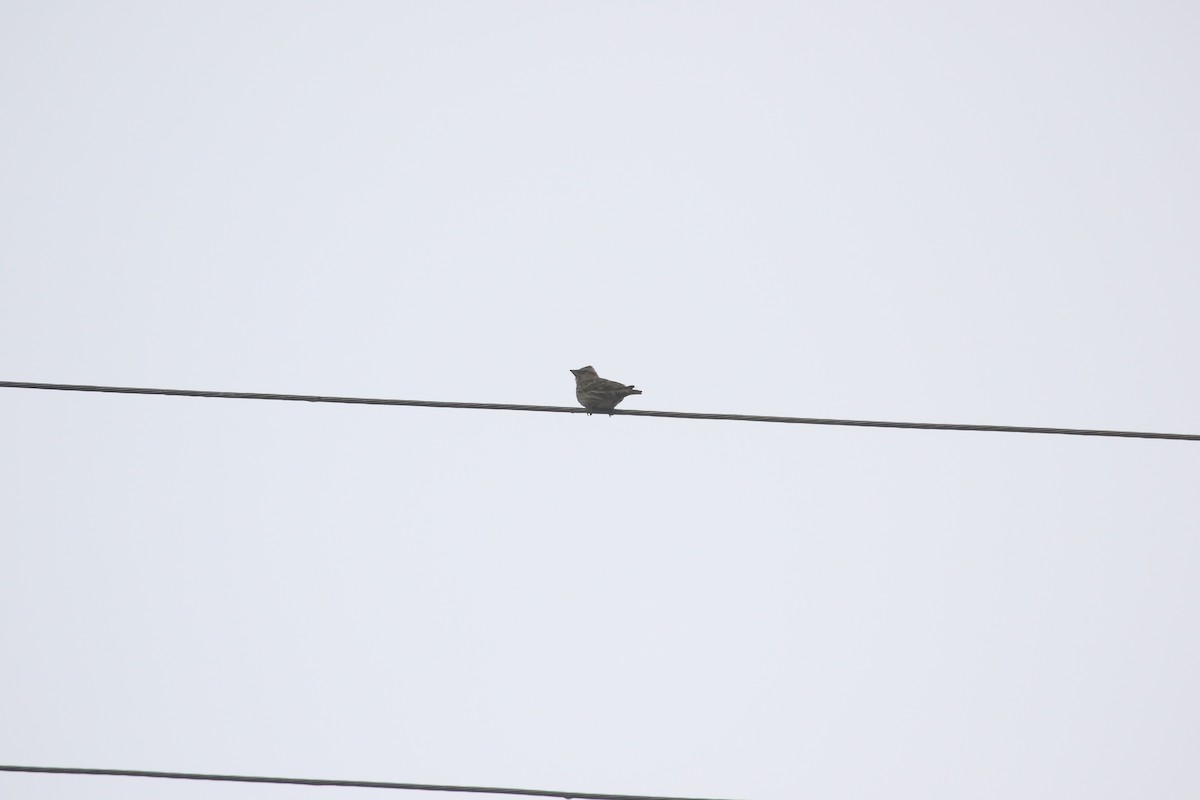 Rock Sparrow - ML636004254