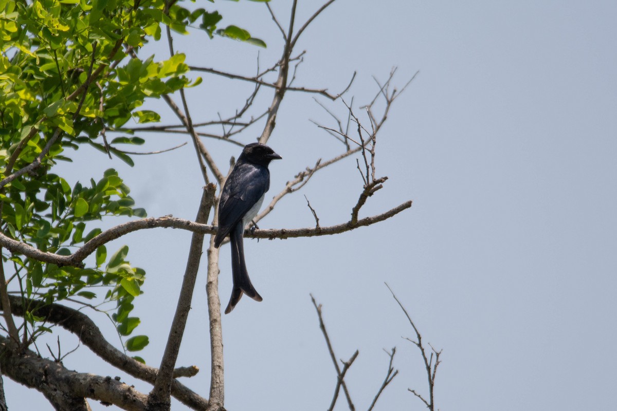 White-bellied Drongo - ML636004394