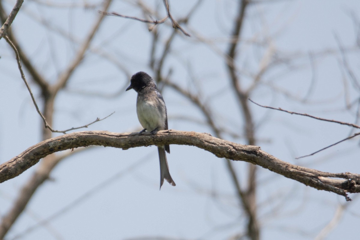 White-bellied Drongo - ML636004395