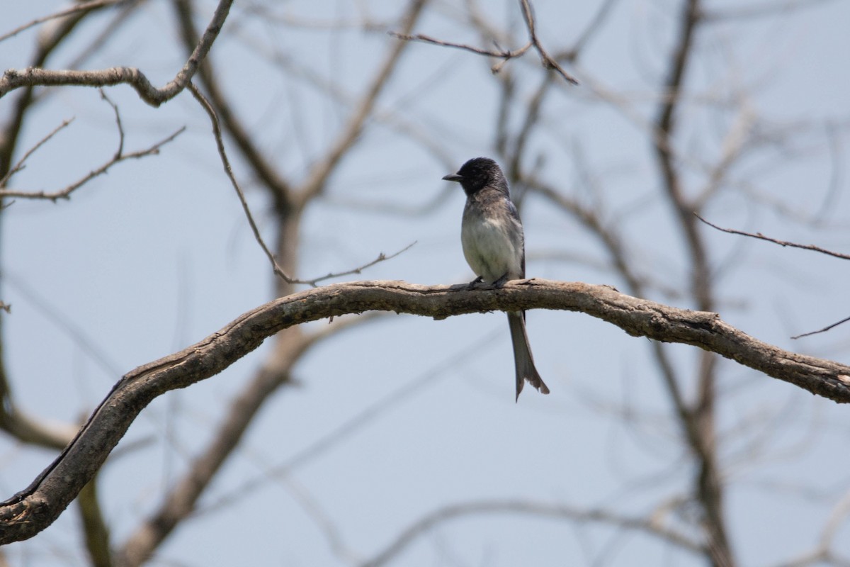 White-bellied Drongo - ML636004396