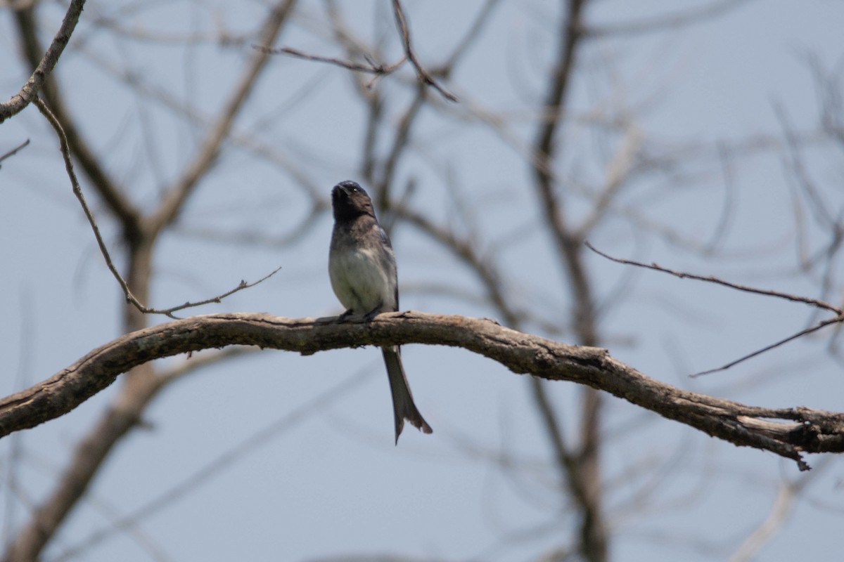White-bellied Drongo - ML636004397