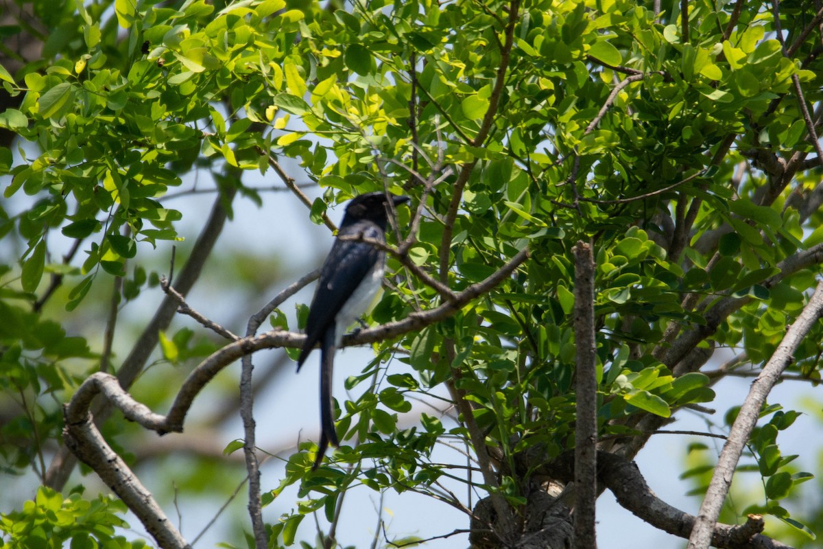 White-bellied Drongo - ML636004398