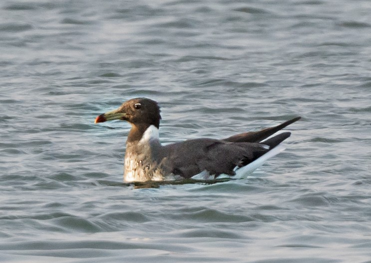 Sooty Gull - ML636004415
