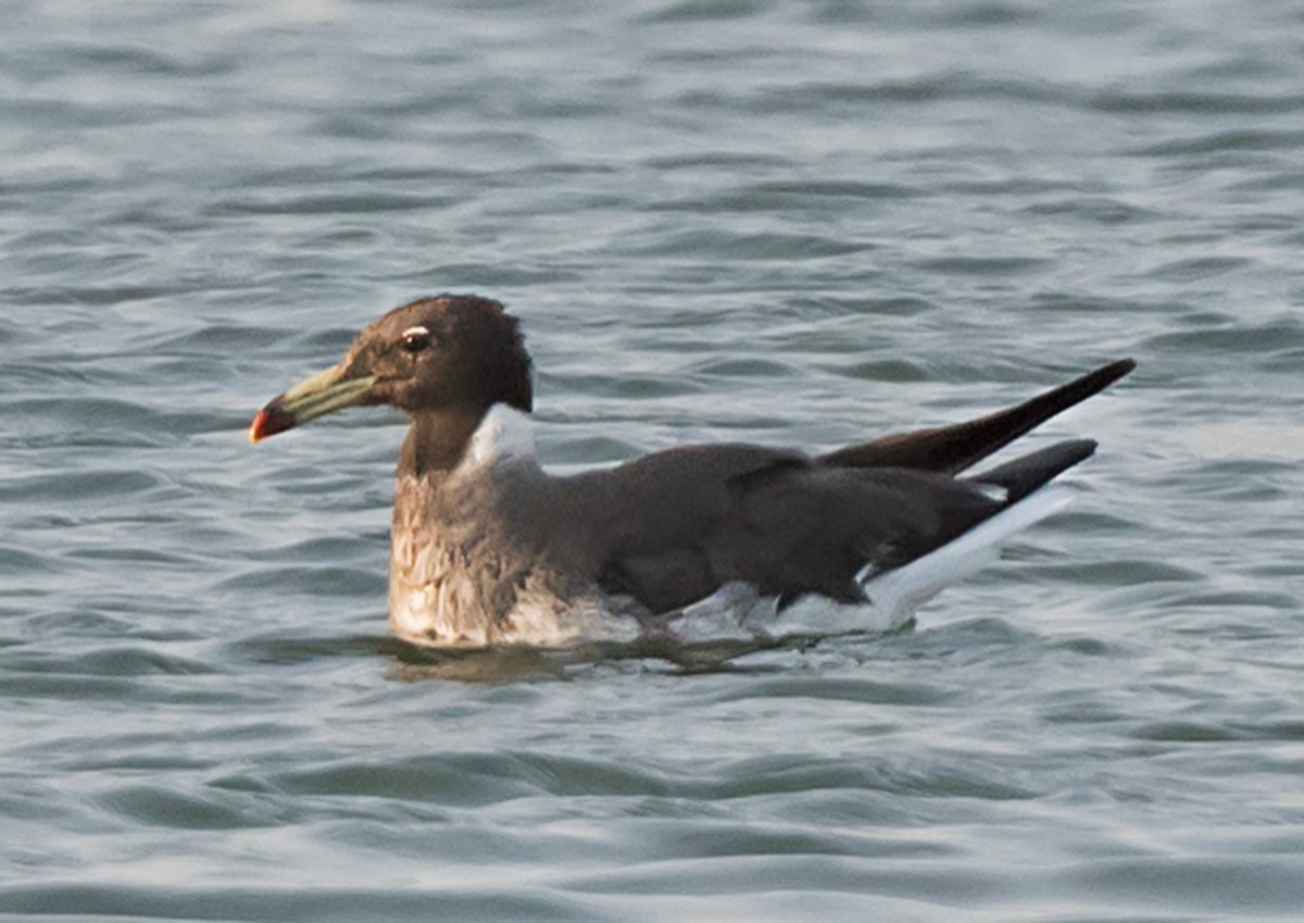 Sooty Gull - ML636004418