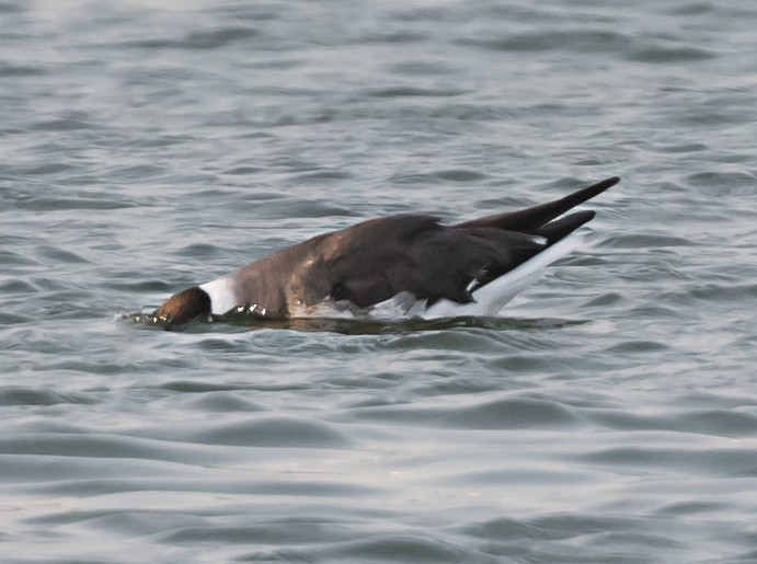 Sooty Gull - ML636004420