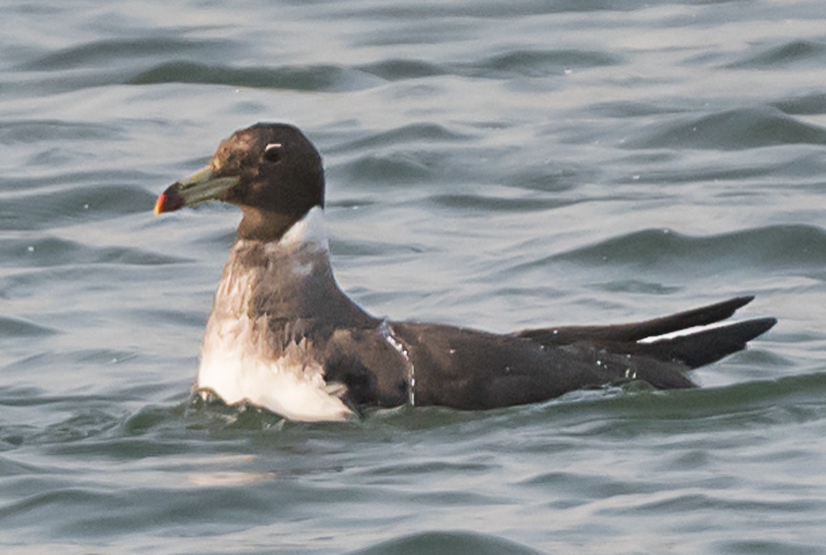 Sooty Gull - ML636004421