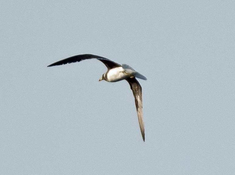 Sooty Gull - ML636004422