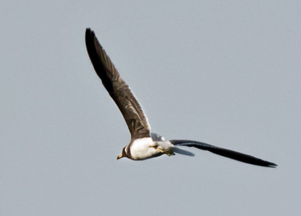 Sooty Gull - ML636004423