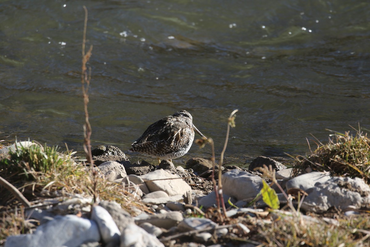 Solitary Snipe - ML636004617