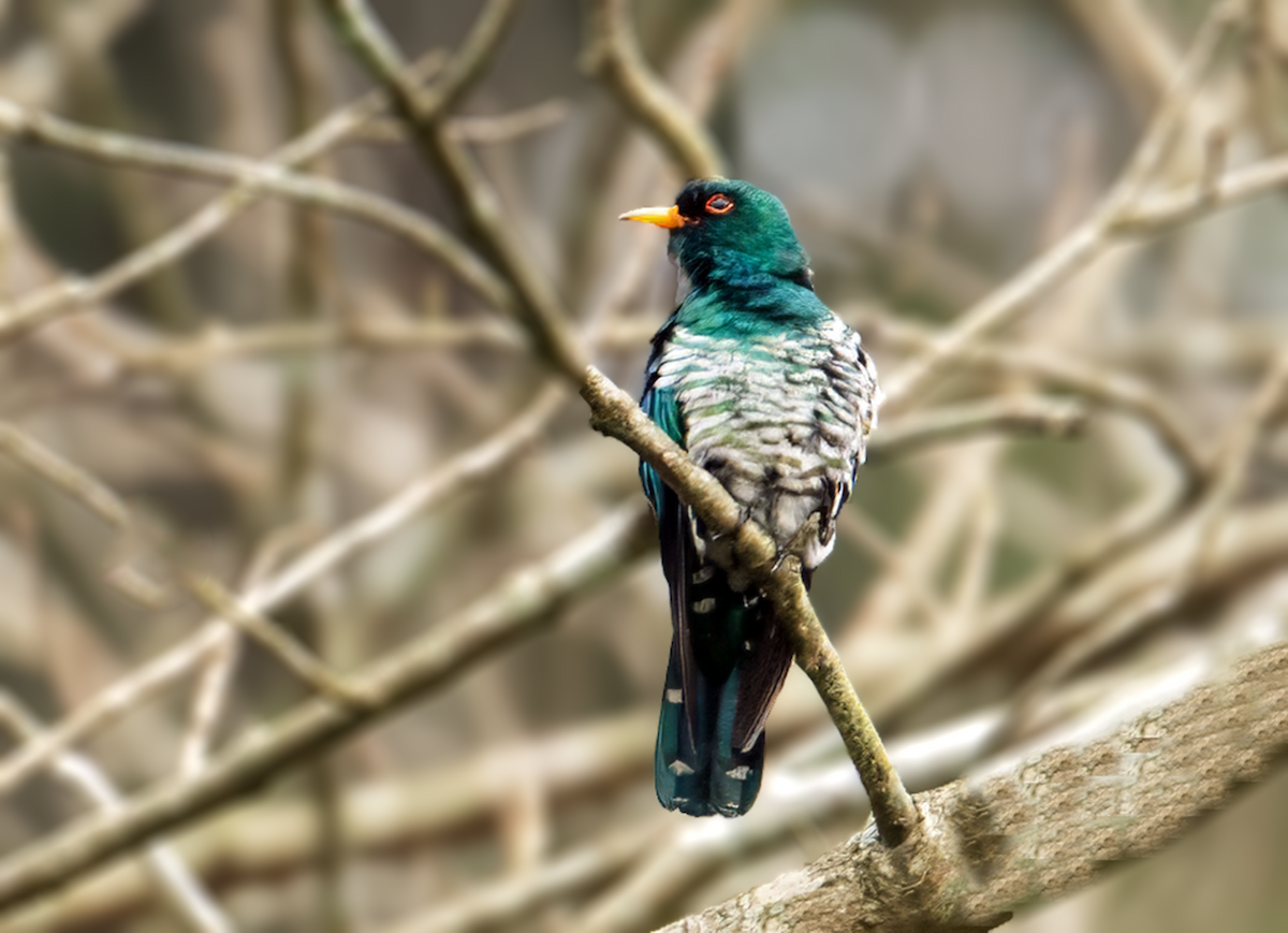 Asian Emerald Cuckoo - ML636004715