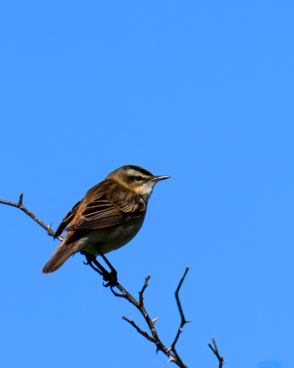 Sedge Warbler - ML636004761