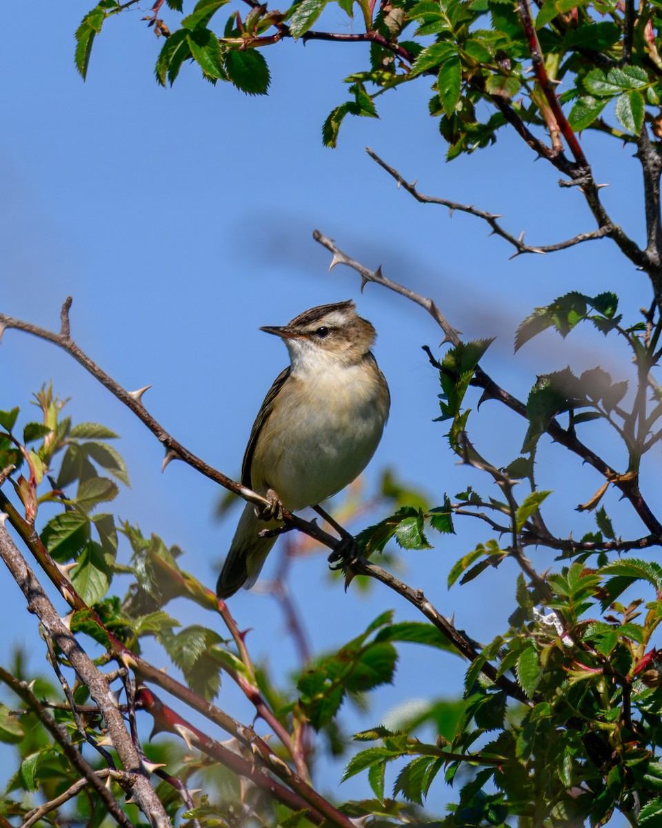 Sedge Warbler - ML636004762