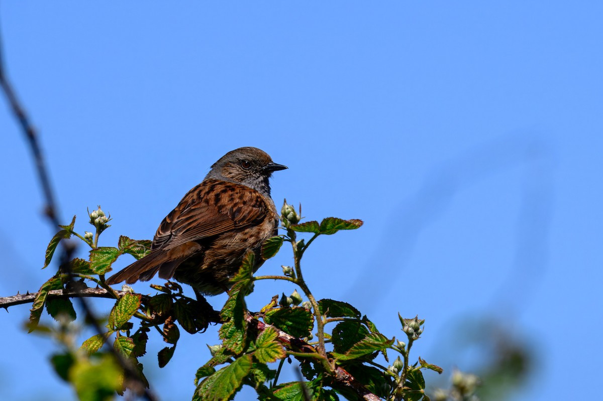 Dunnock - ML636004771