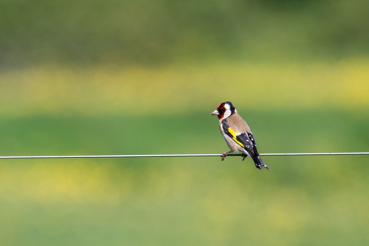 European Goldfinch - ML636004812