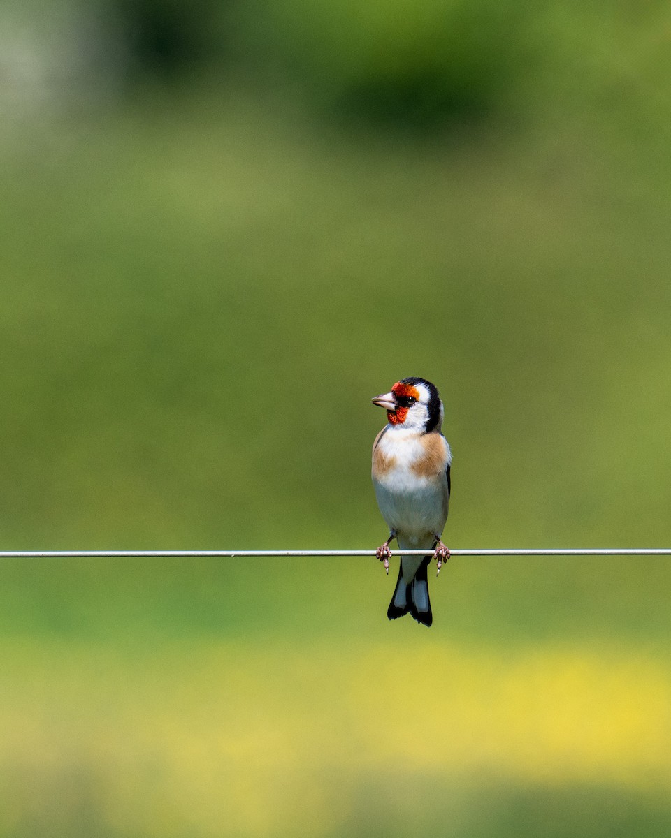 European Goldfinch - ML636004813