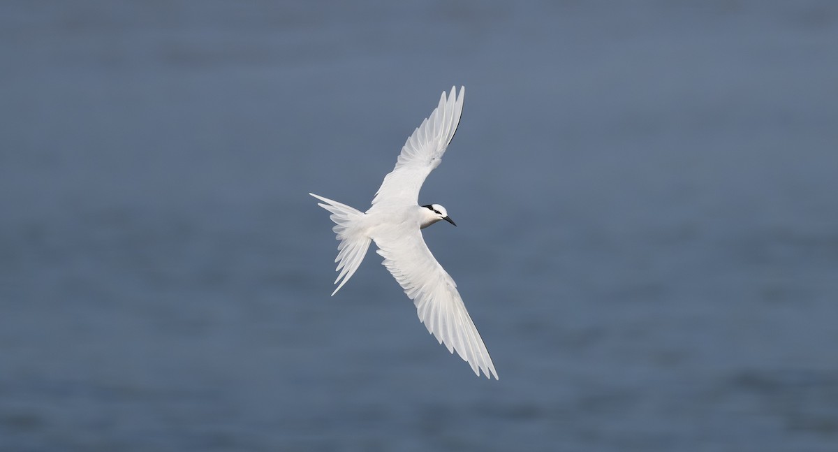 Black-naped Tern - ML636004983