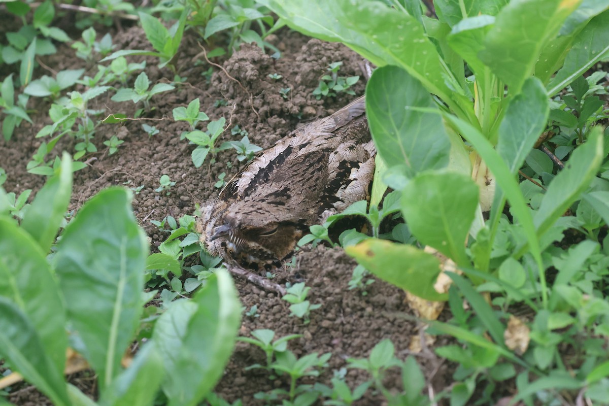 Philippine Nightjar - ML636005067