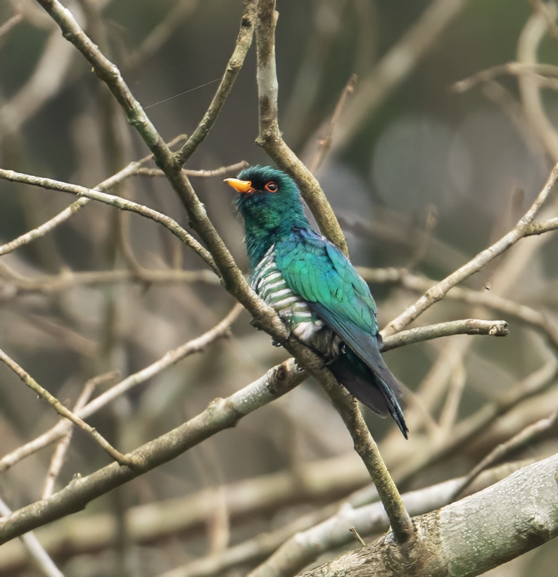 Asian Emerald Cuckoo - ML636005096