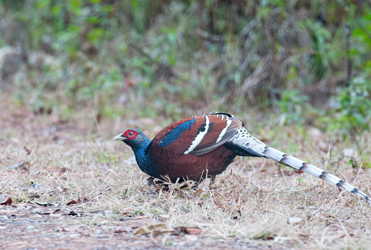 Mrs. Hume's Pheasant - ML636005196