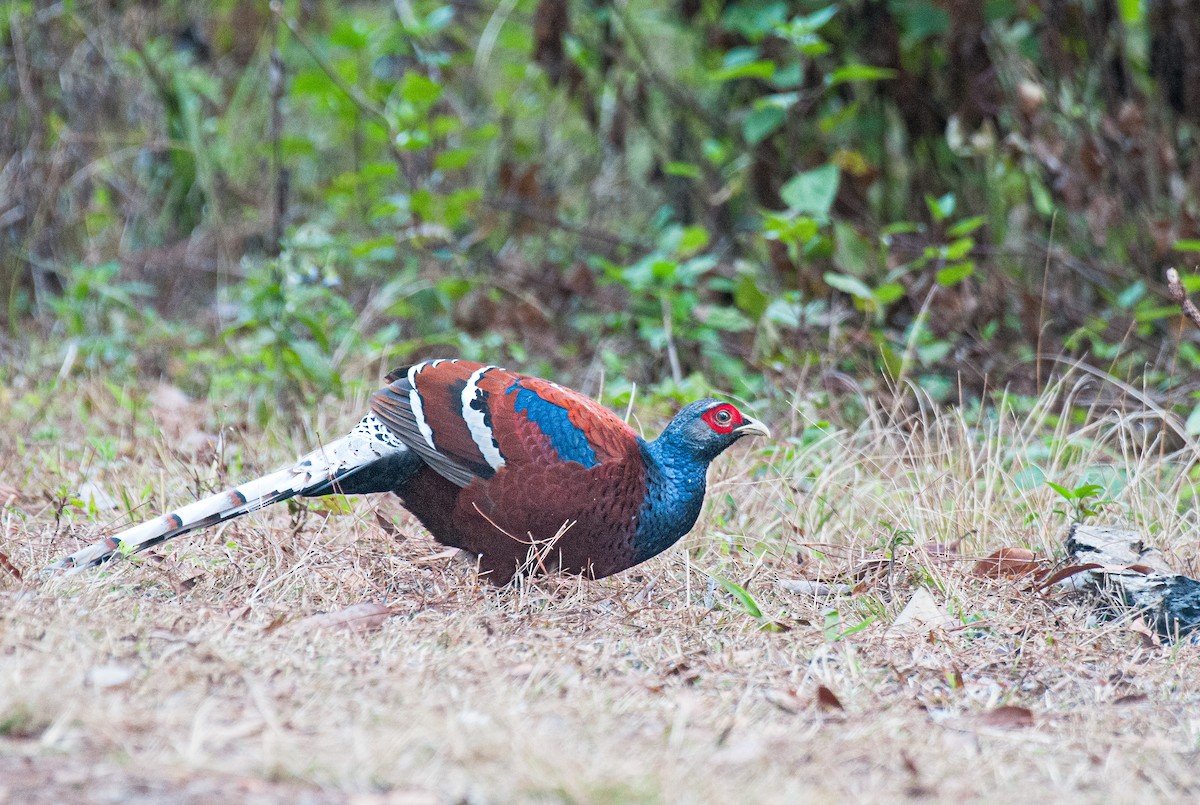 Mrs. Hume's Pheasant - ML636005199