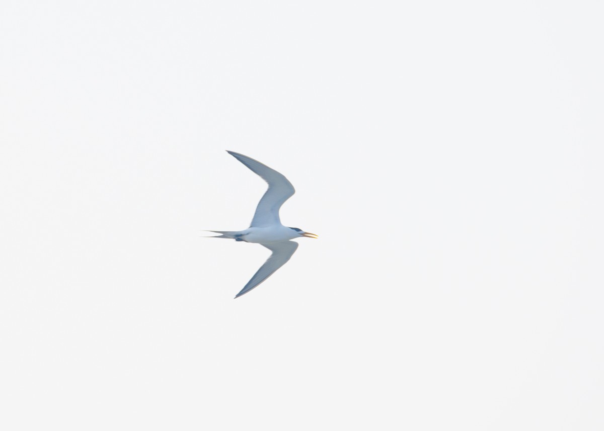 Great Crested Tern - ML636005218