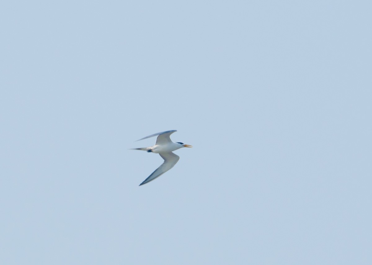 Great Crested Tern - ML636005219