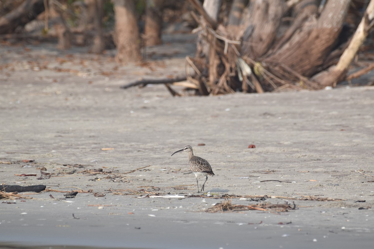 Whimbrel (White-rumped) - ML636005238