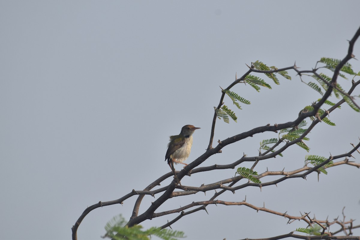 Common Tailorbird - ML636005247