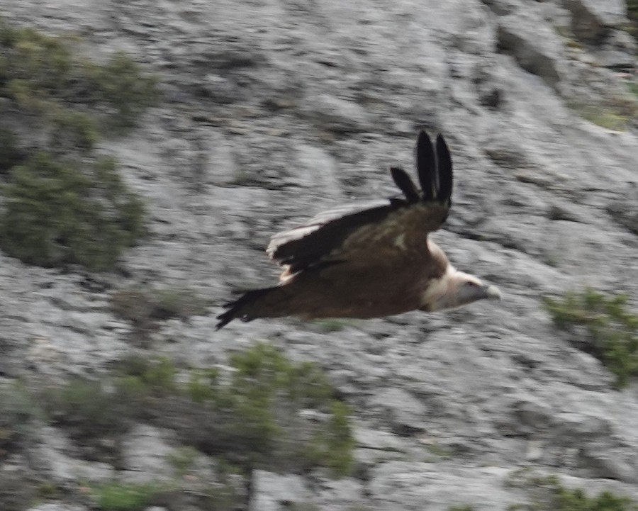 Kızıl Akbaba - ML636005249