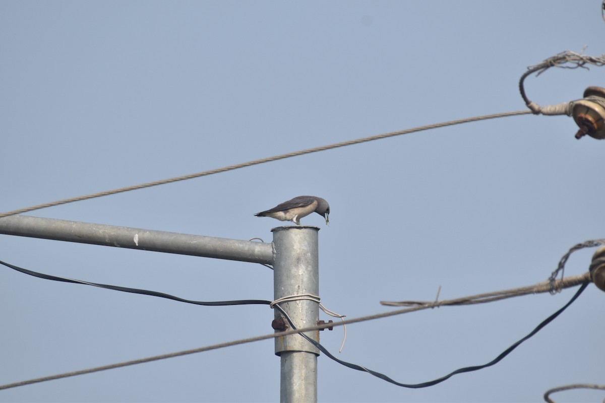 Ashy Woodswallow - ML636005251