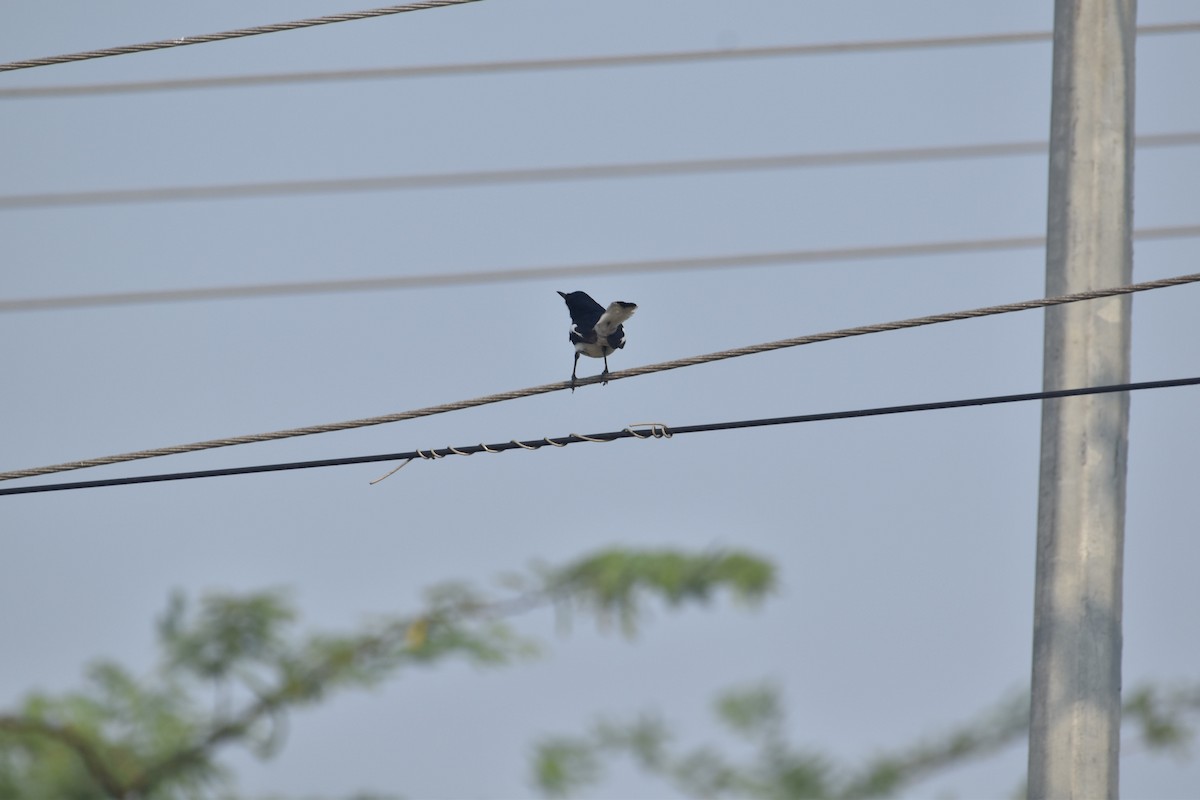 Oriental Magpie-Robin - ML636005255