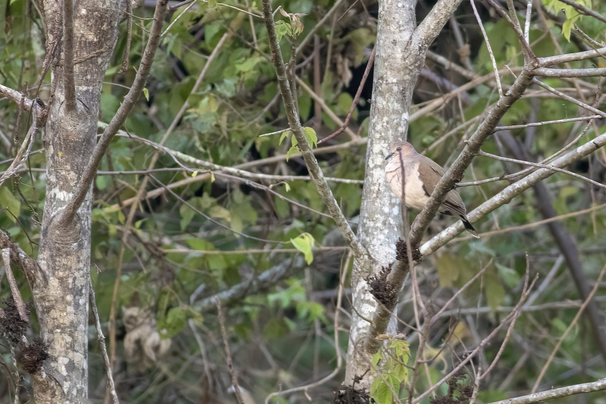 White-tipped Dove - ML636005265