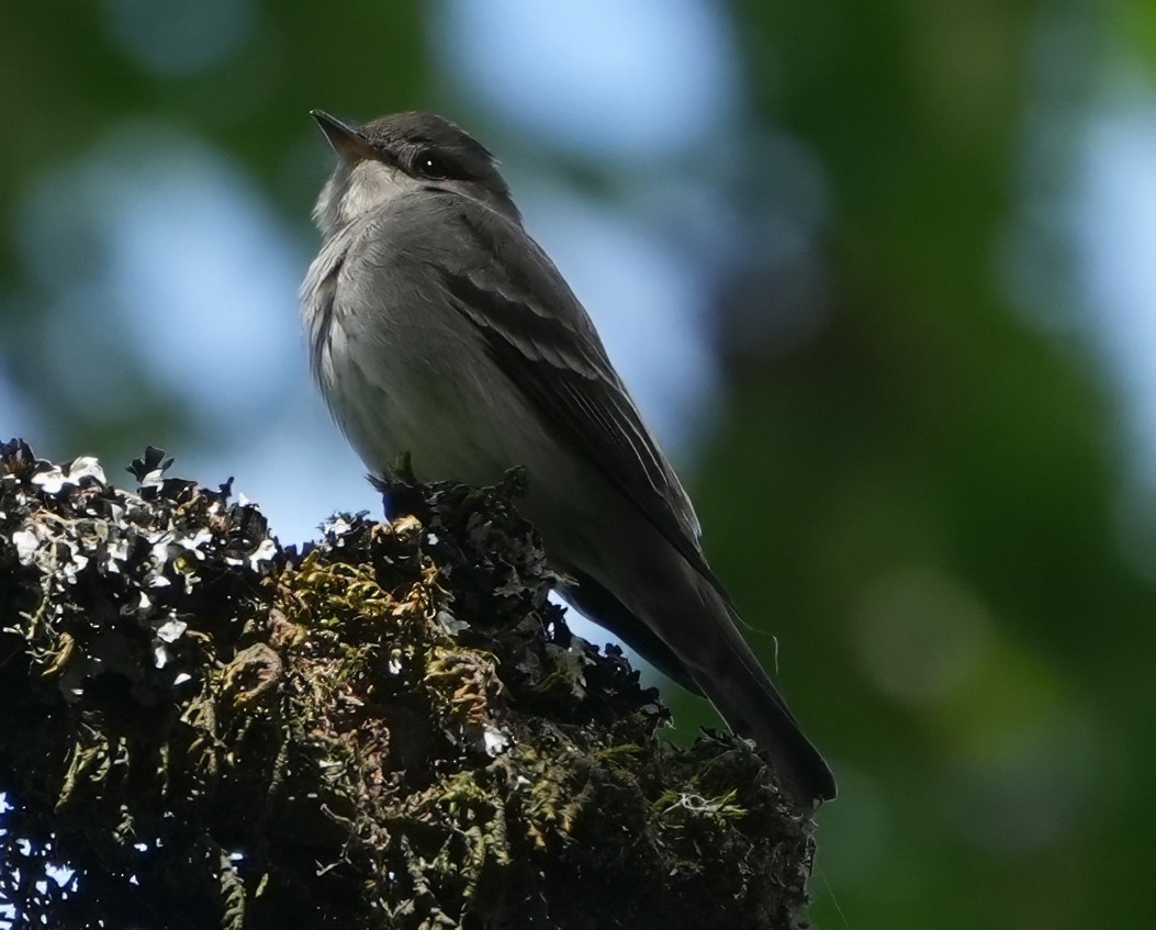 Western Wood-Pewee - ML636005269