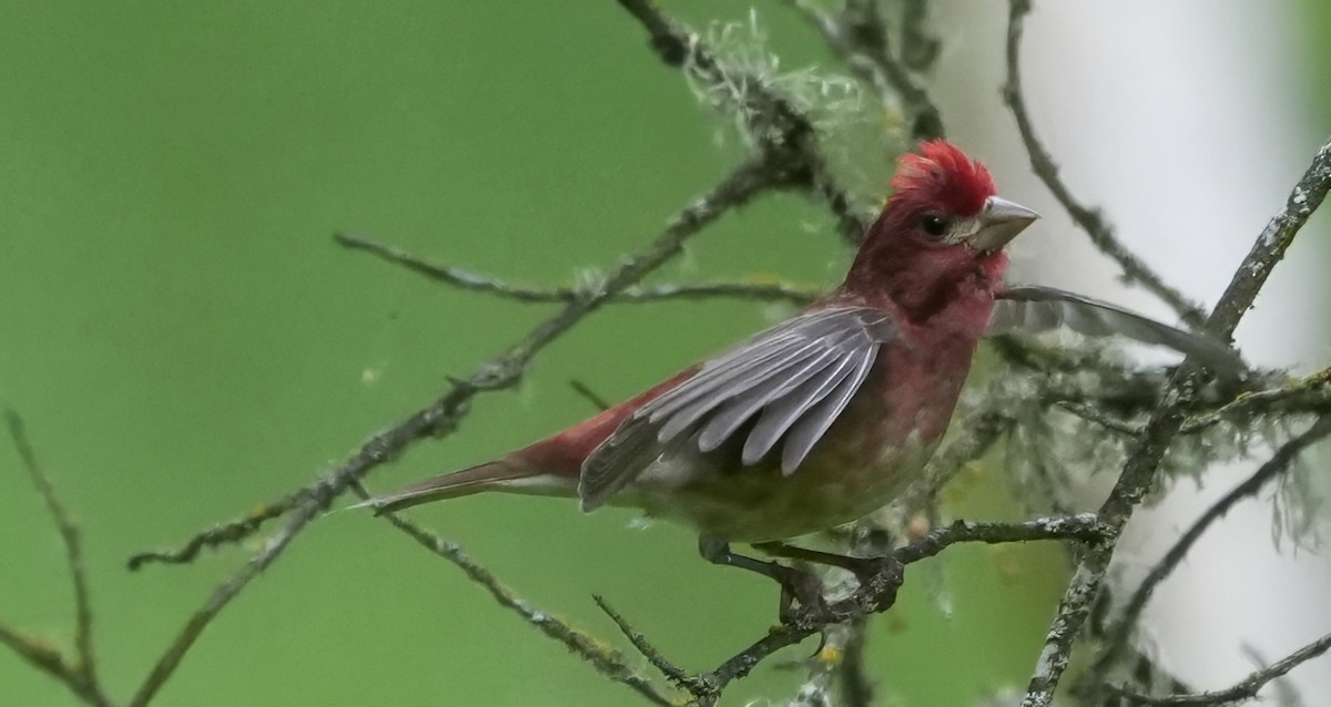 Purple Finch - ML636005275