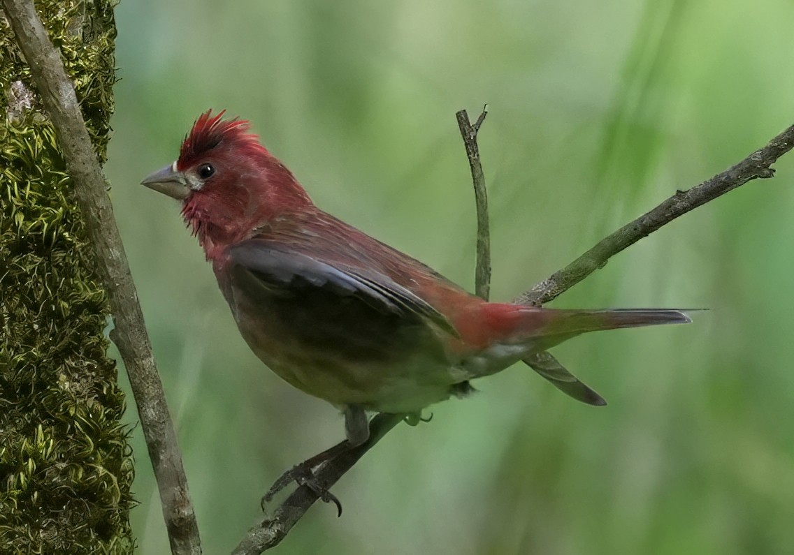 Purple Finch - ML636005276