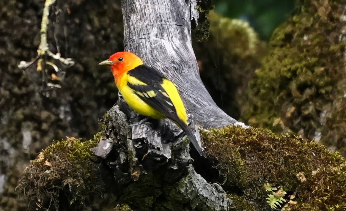 Western Tanager - ML636005279